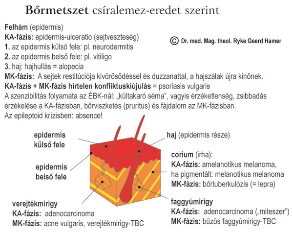 brmetszet